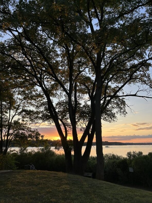 sunset through trees.