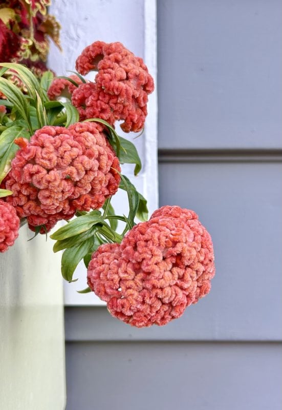 fuzzy coral flowers.