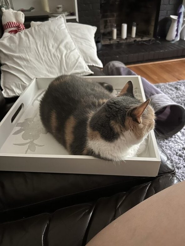 cat in tray.