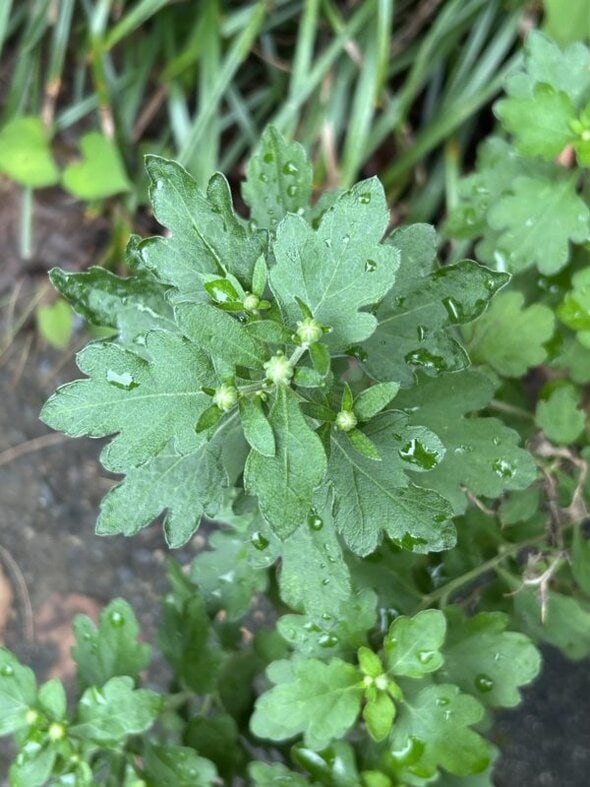 rain on mum plant.