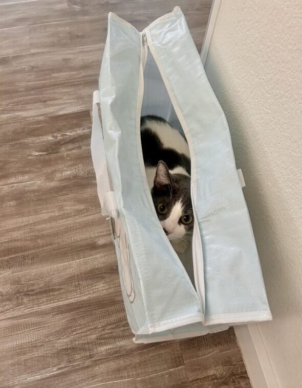 cat in bag.