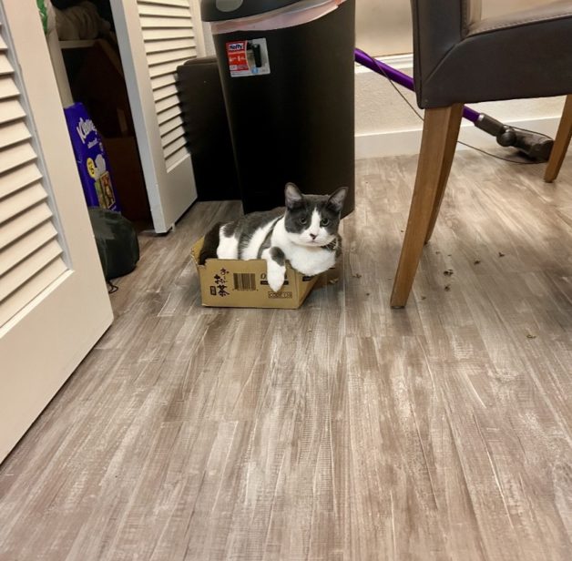 cat in box.