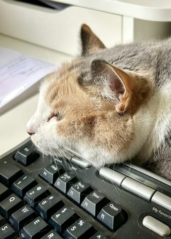 cat on keyboard.