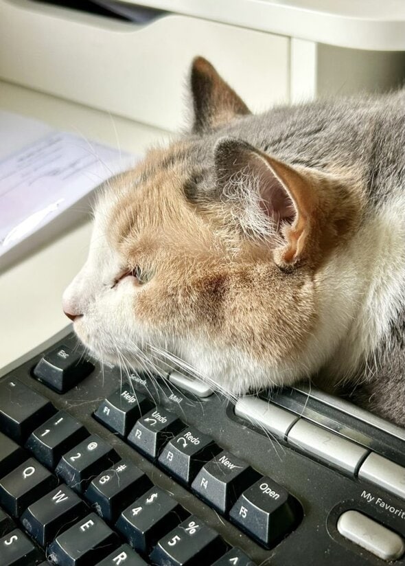 cat on keyboard.