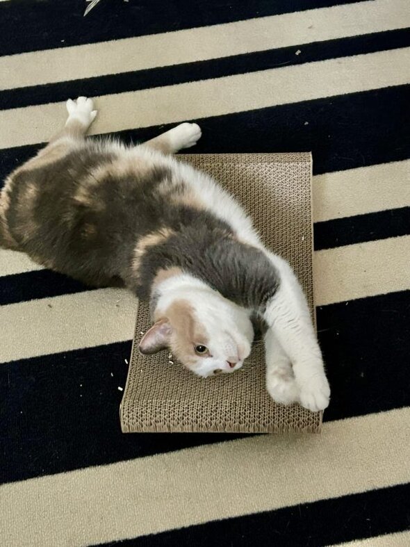 chiquita on cat scratcher.