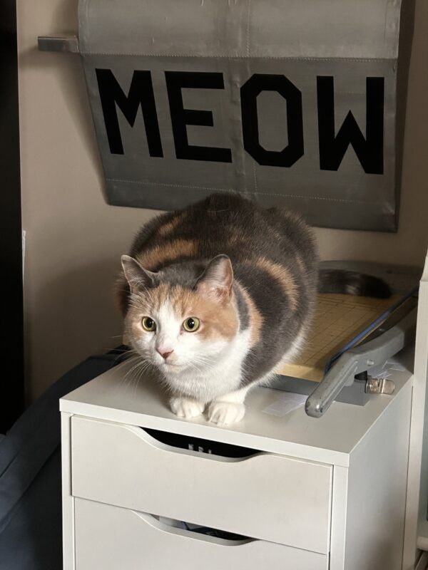 cat on cabinet.