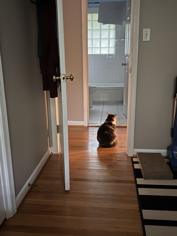 cat sitting in hallway.