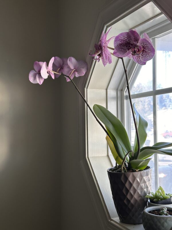 orchid in window.