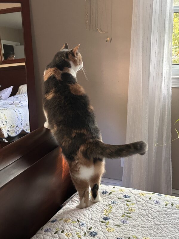 cat standing on bed.