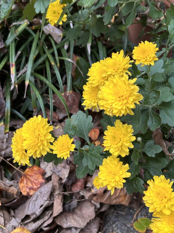 yellow mum.
