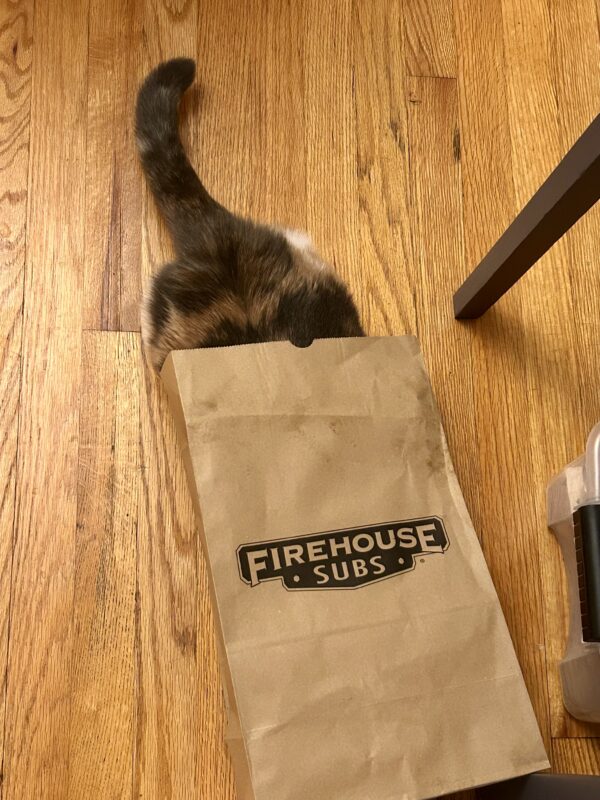 cat in bag.
