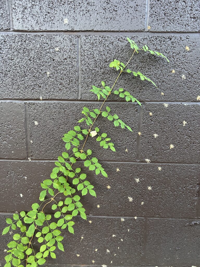 Thankful Thursday | it was a crash-out