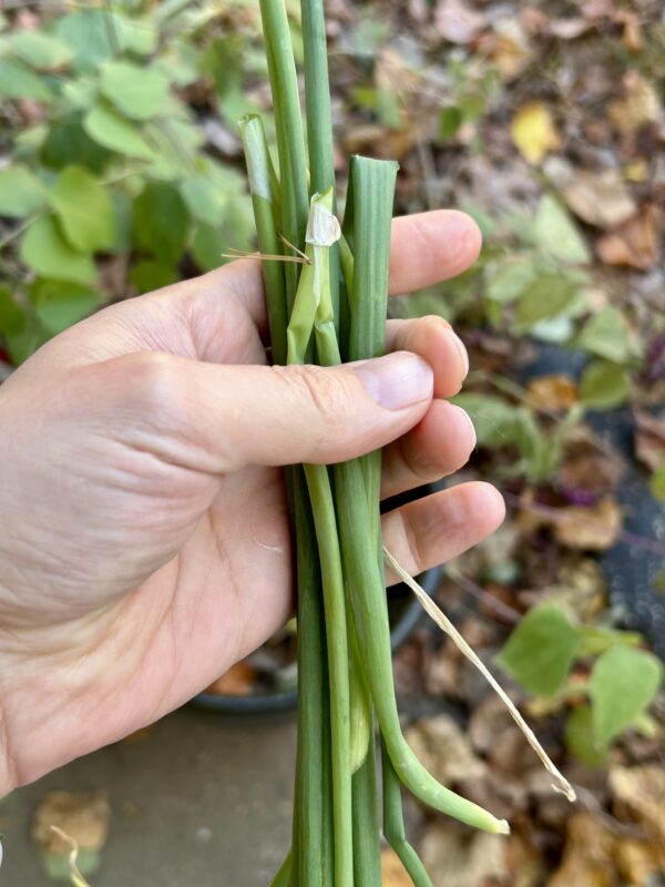 green onions.