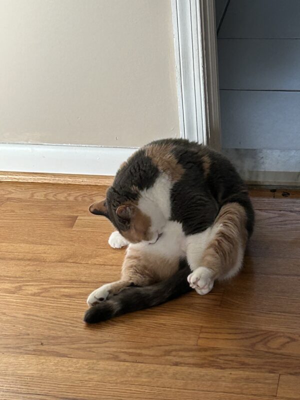 fluffy cat cleaning herself.