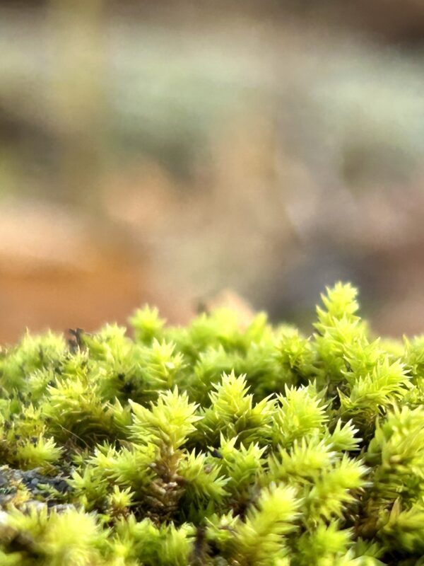 moss.