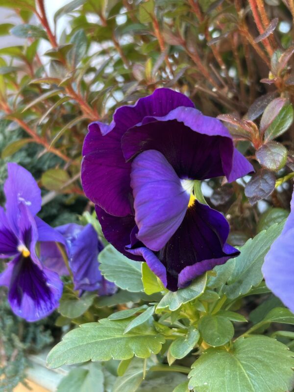 purple pansy.