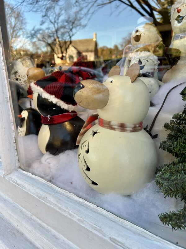 bear in shop window.