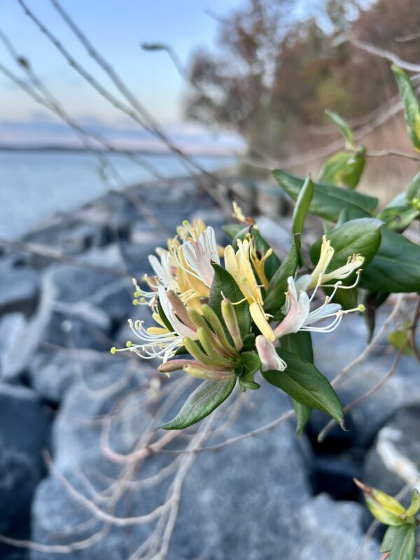 honeysuckle.