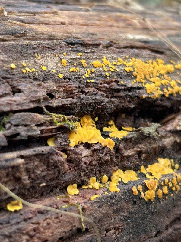 orange fungus.
