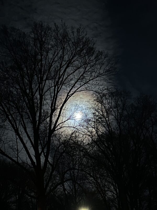 full moon behind trees.