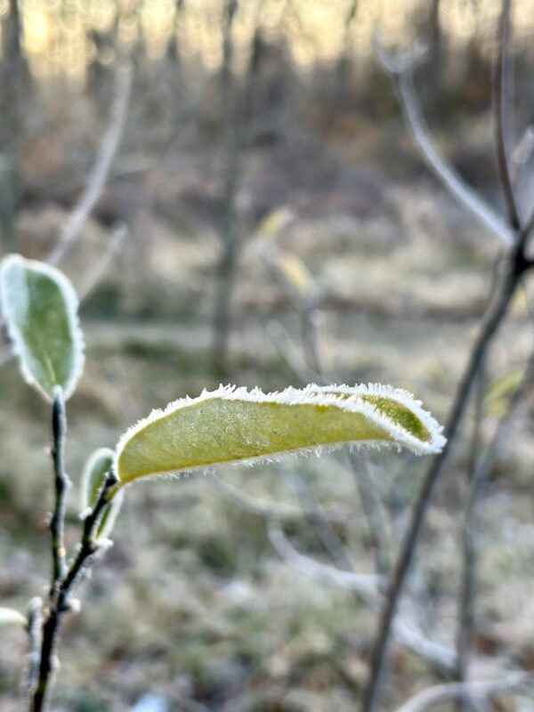 frost on a leaf.