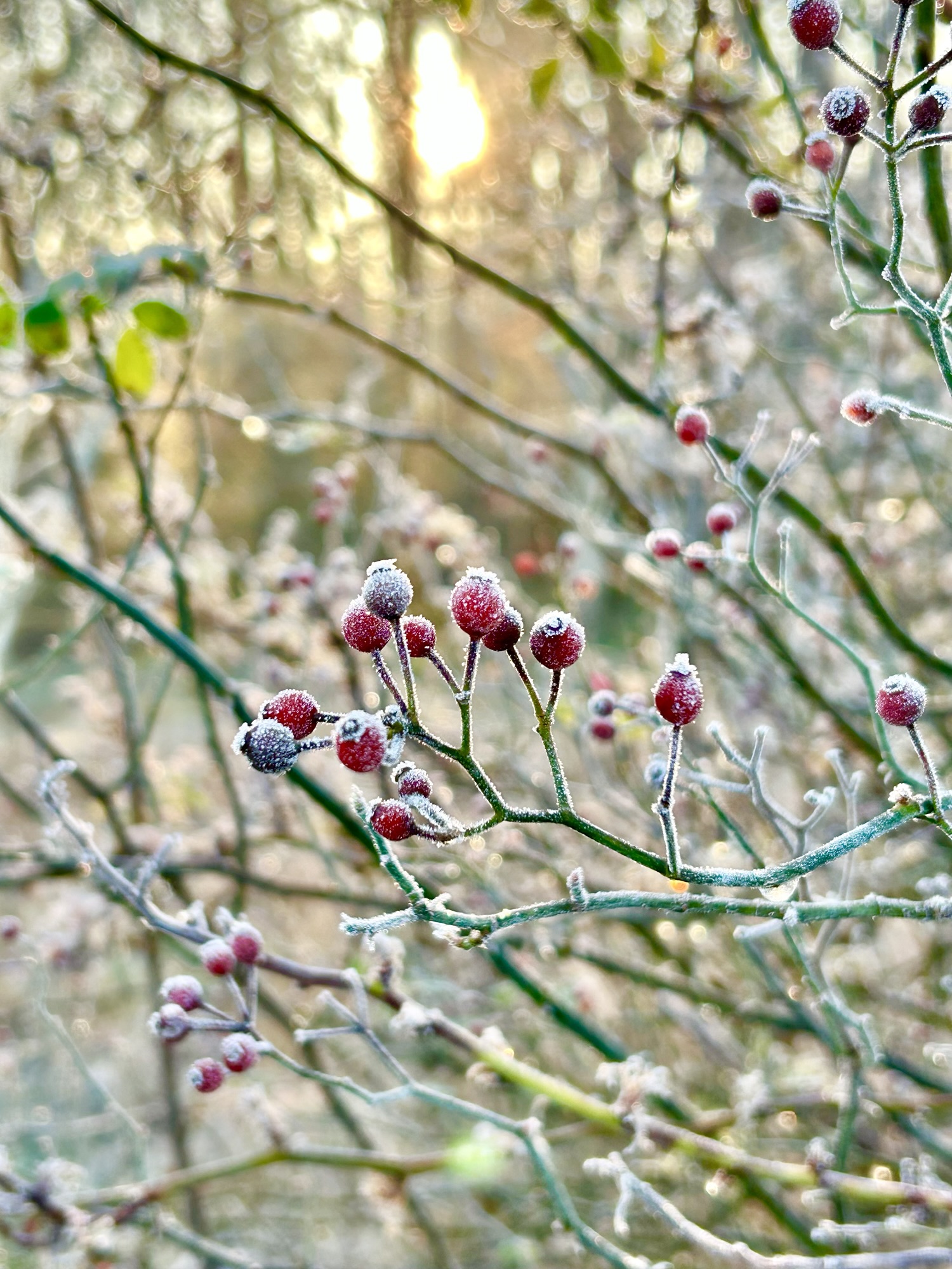 frosty berries.