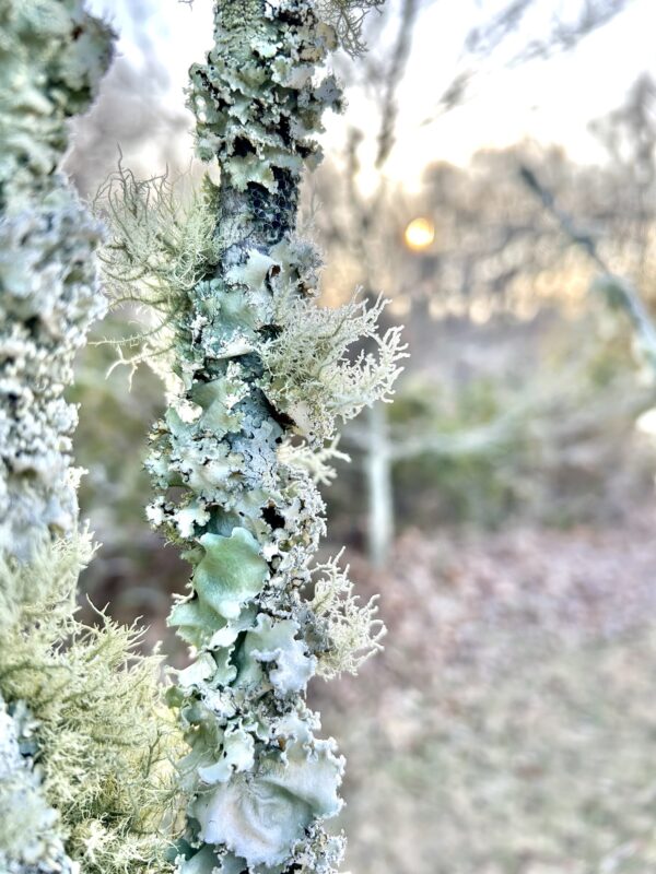 lichens on trees.