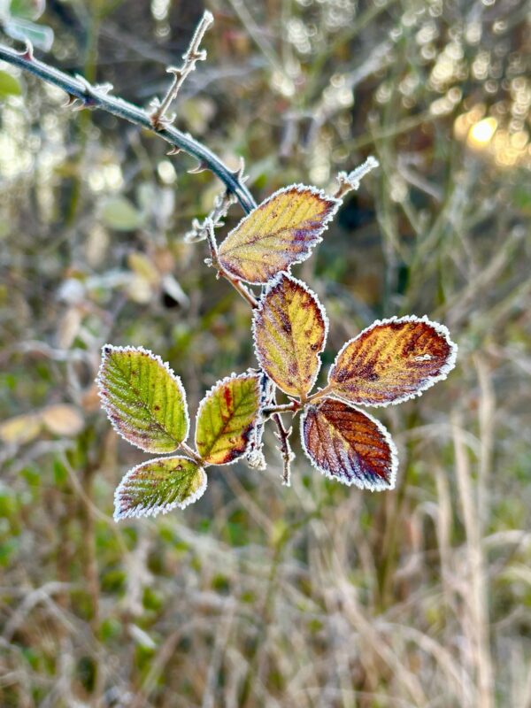 frosty leaves.