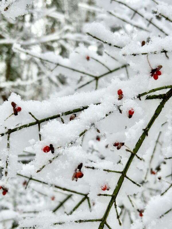 berries in snow.