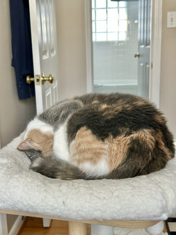curled up cat.