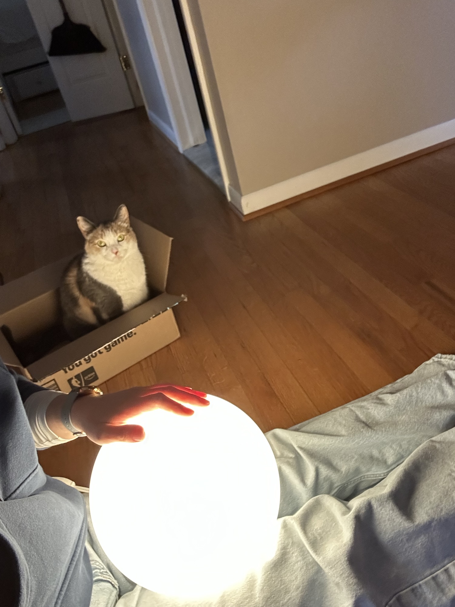 cat looking at lamp.