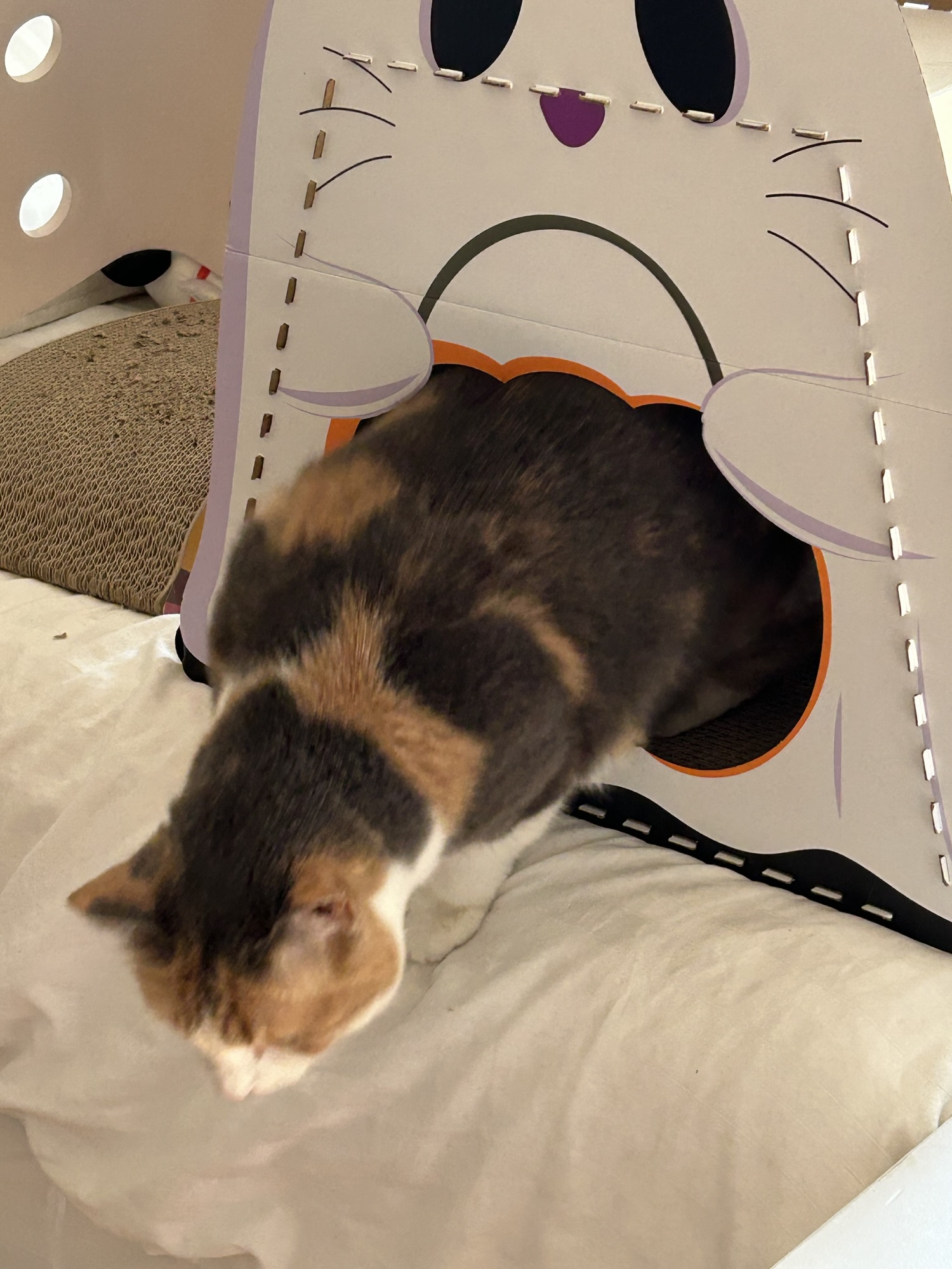 cat coming out of cat house.