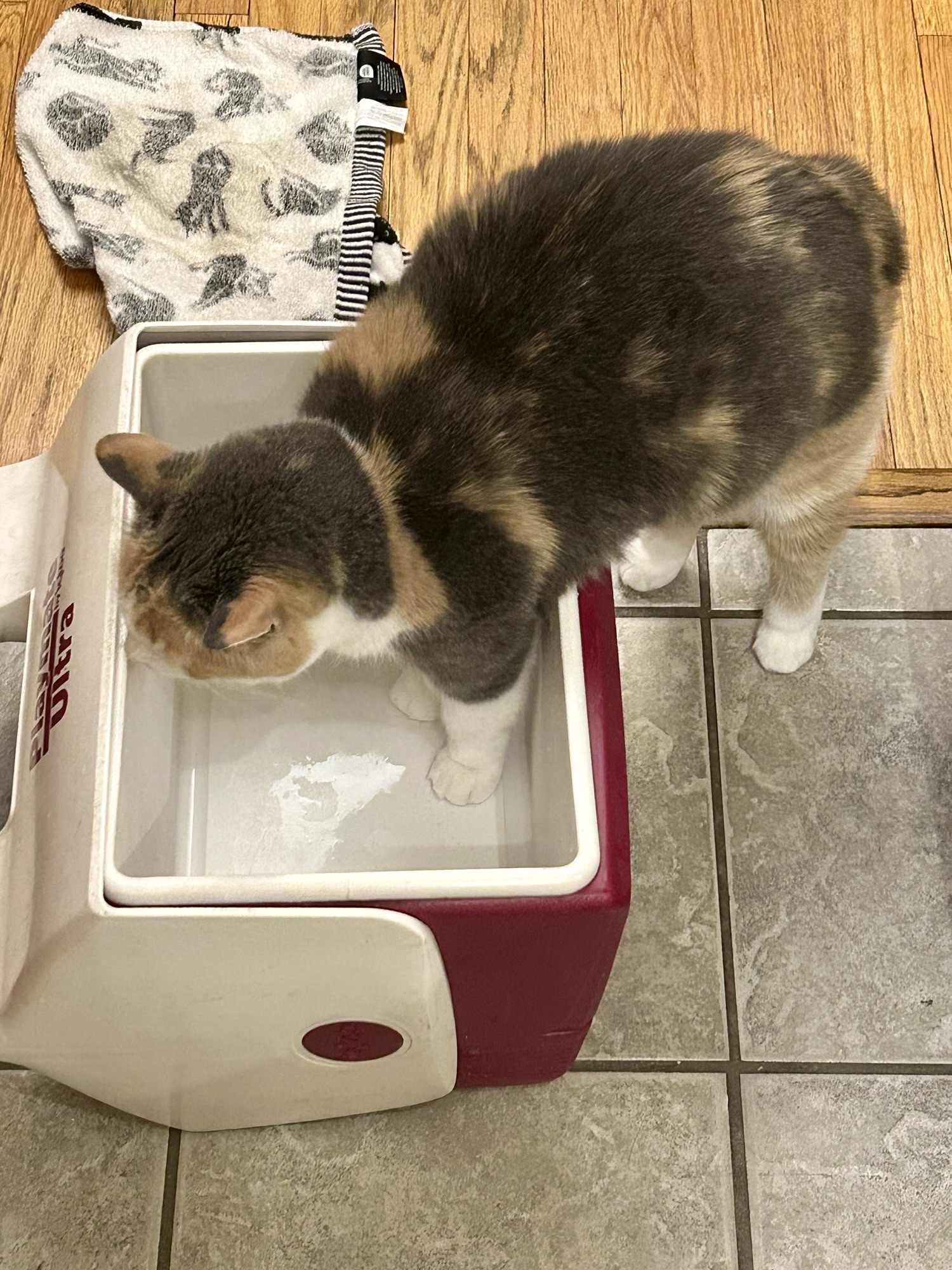 cat getting in cooler.