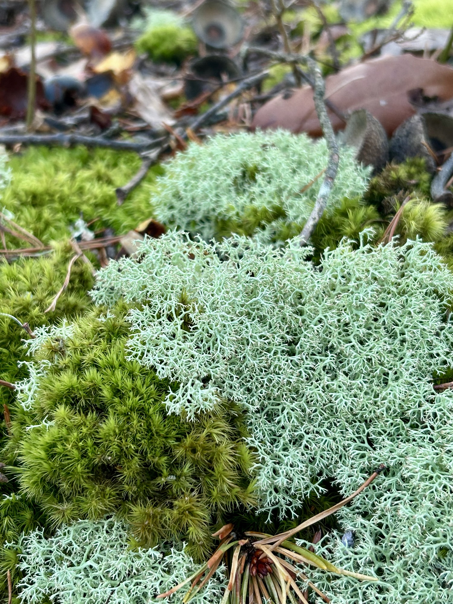 lichen on moss.