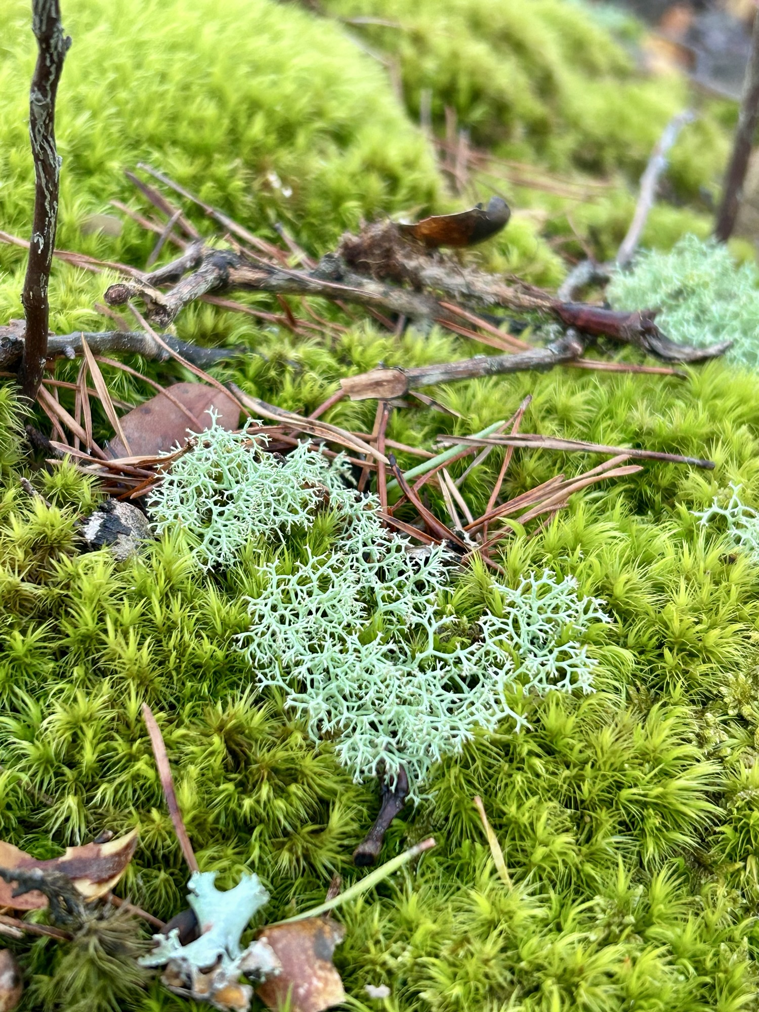 lichen on moss.