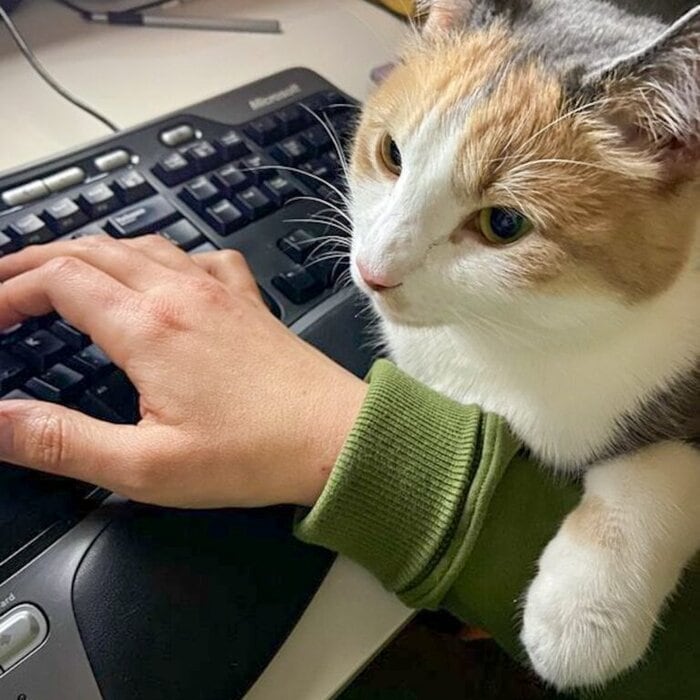 cat on keyboard.