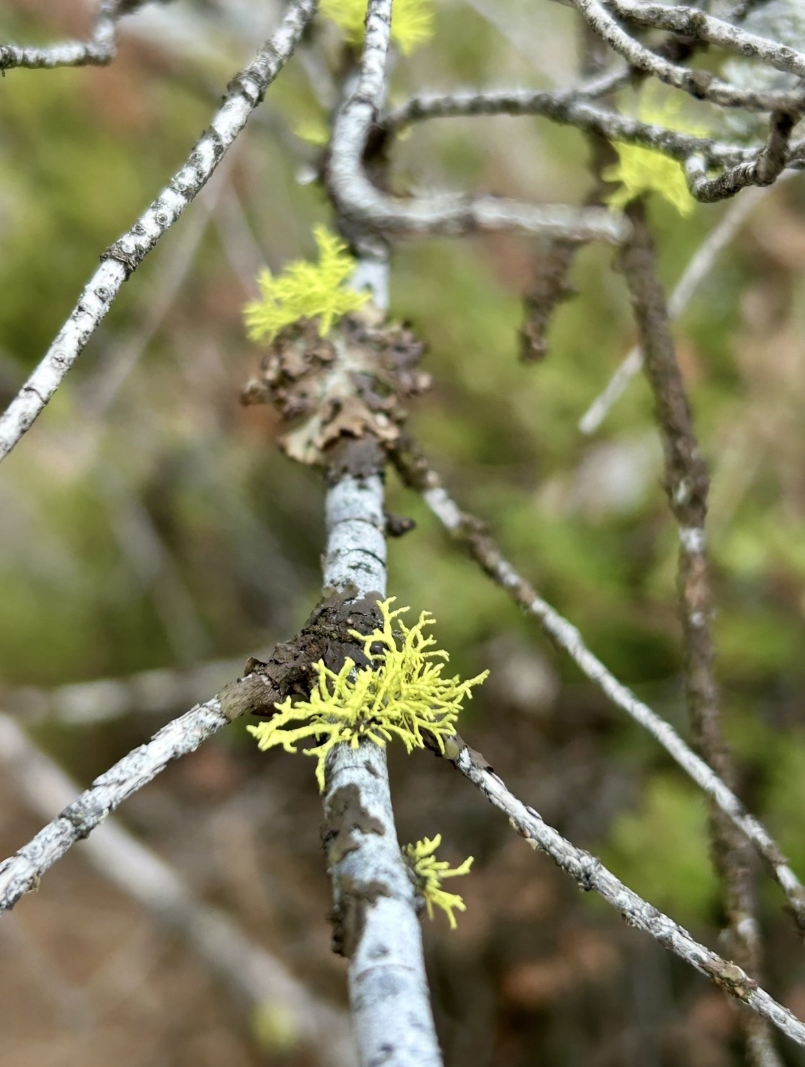 bright green lichen.