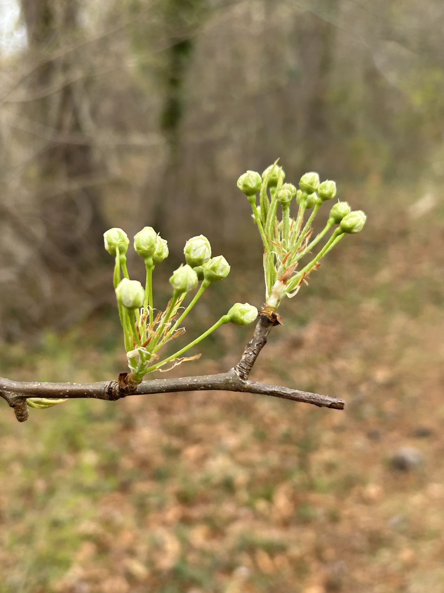 flower buds.