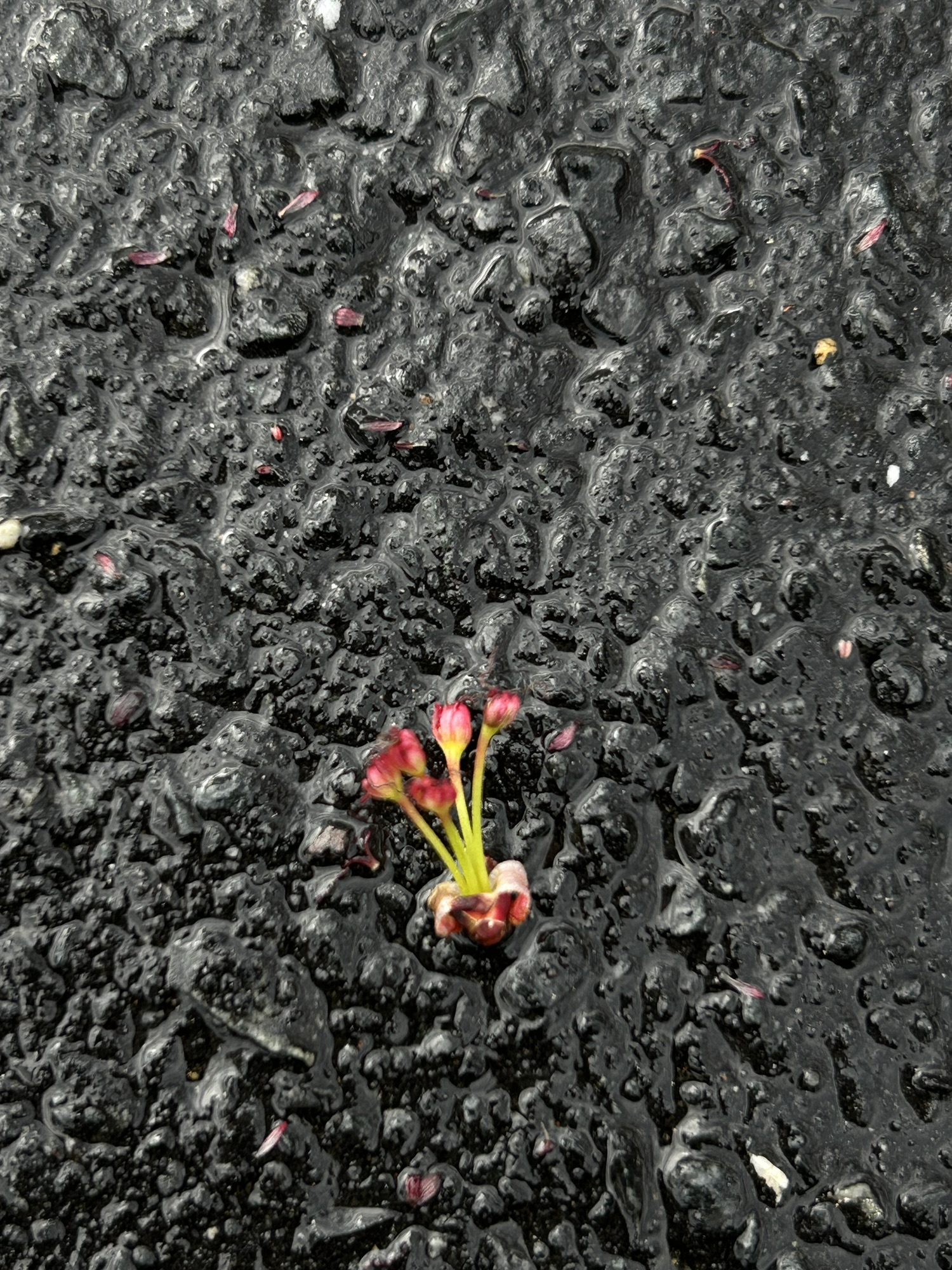 blossom on asphalt.