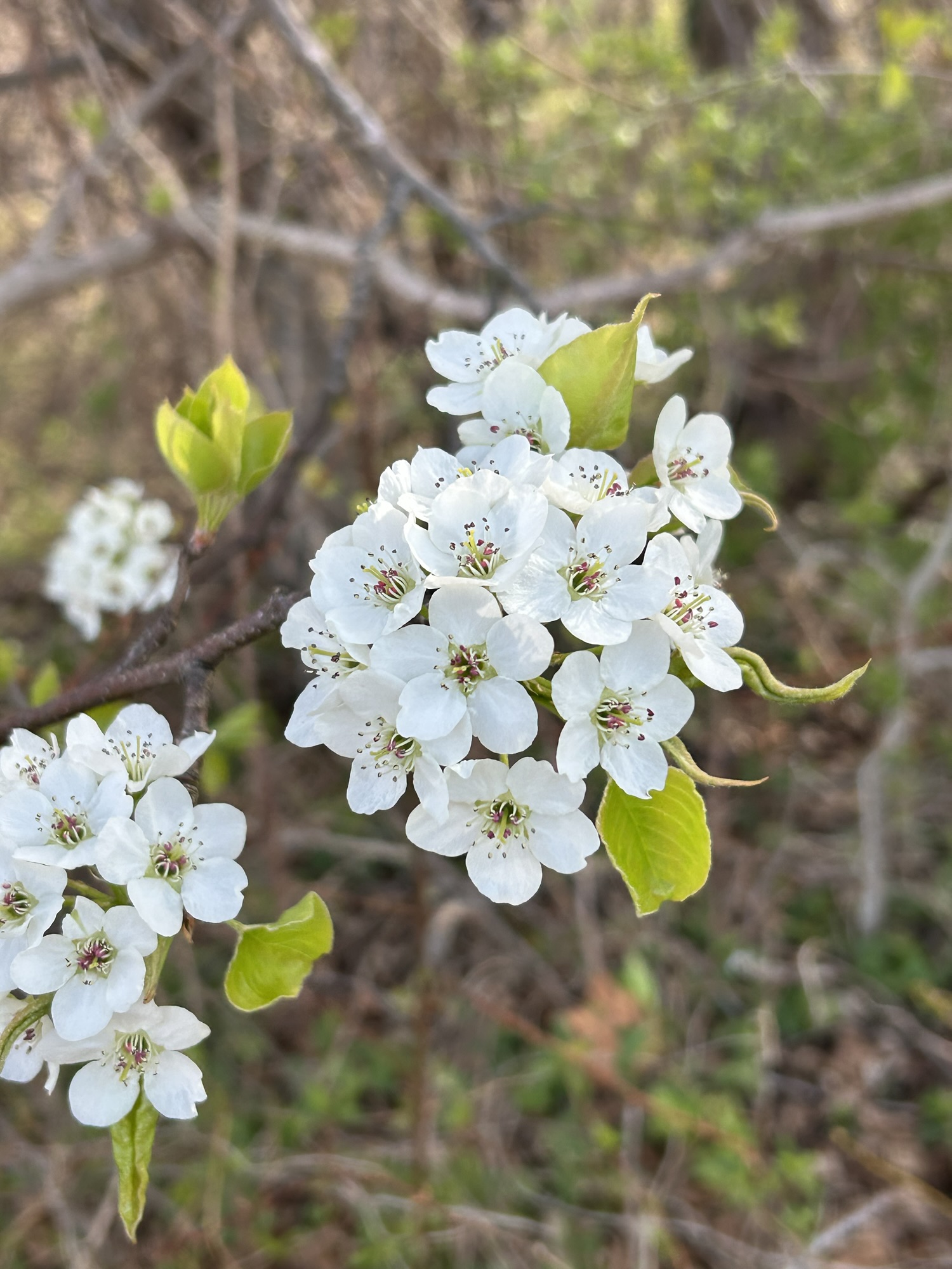 tree blossoms.
