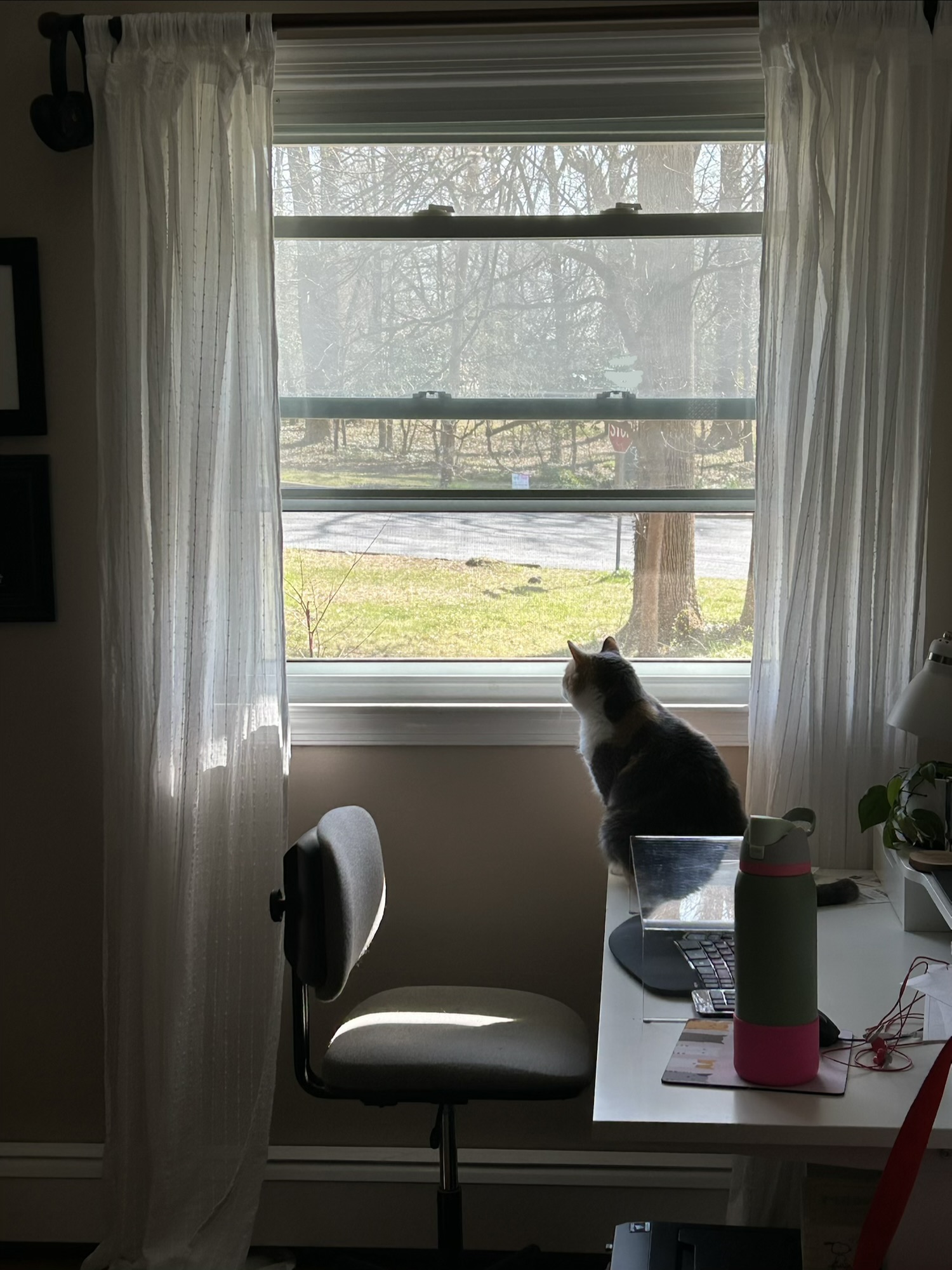 cat by window.