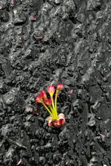 red flower on asphalt.