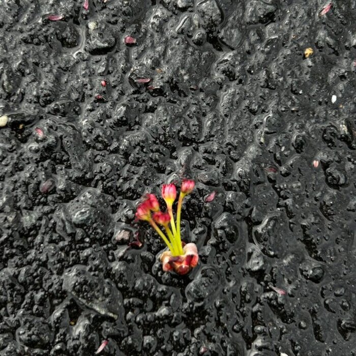 red flower on asphalt.
