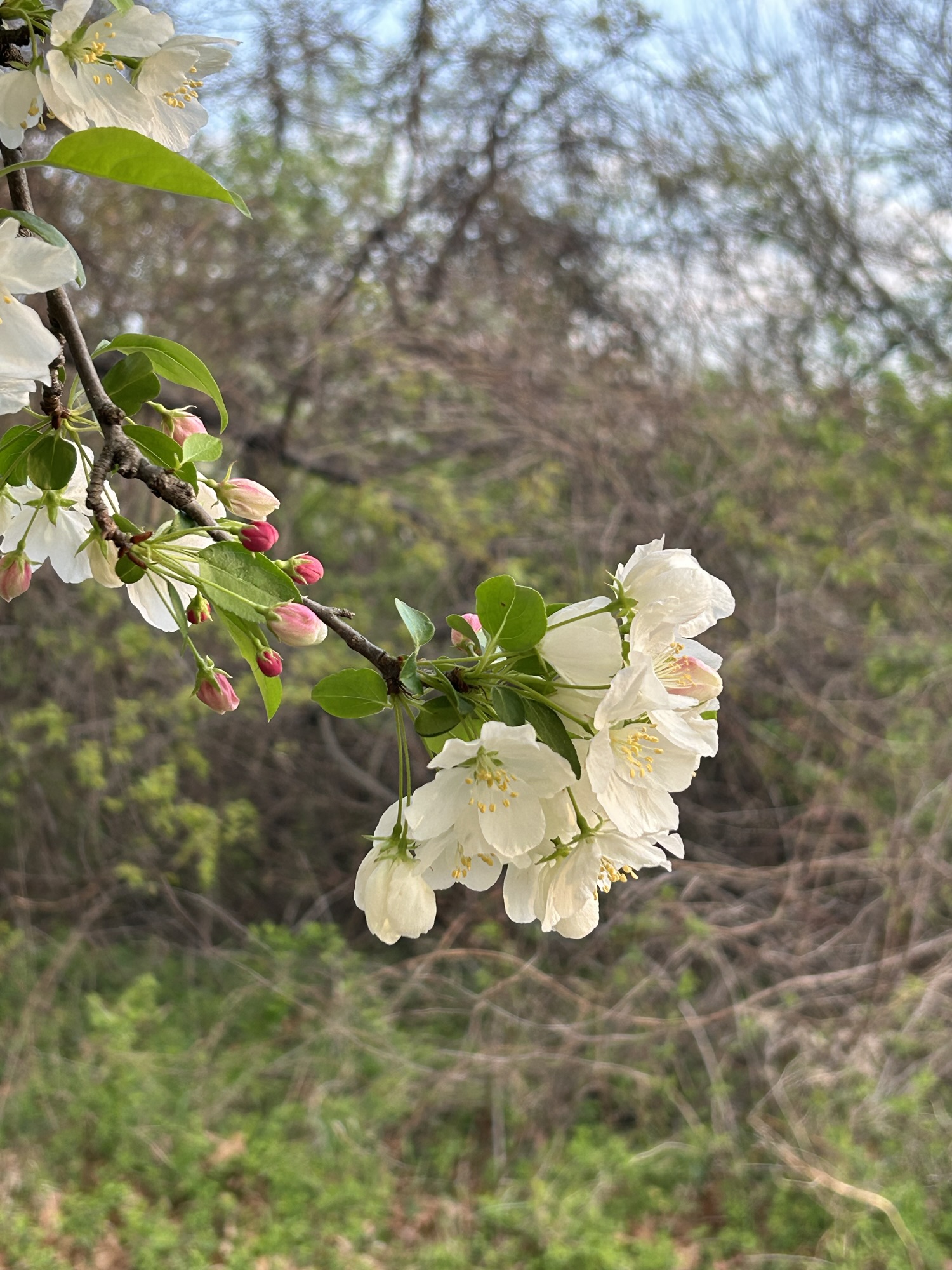 tree blossoms.