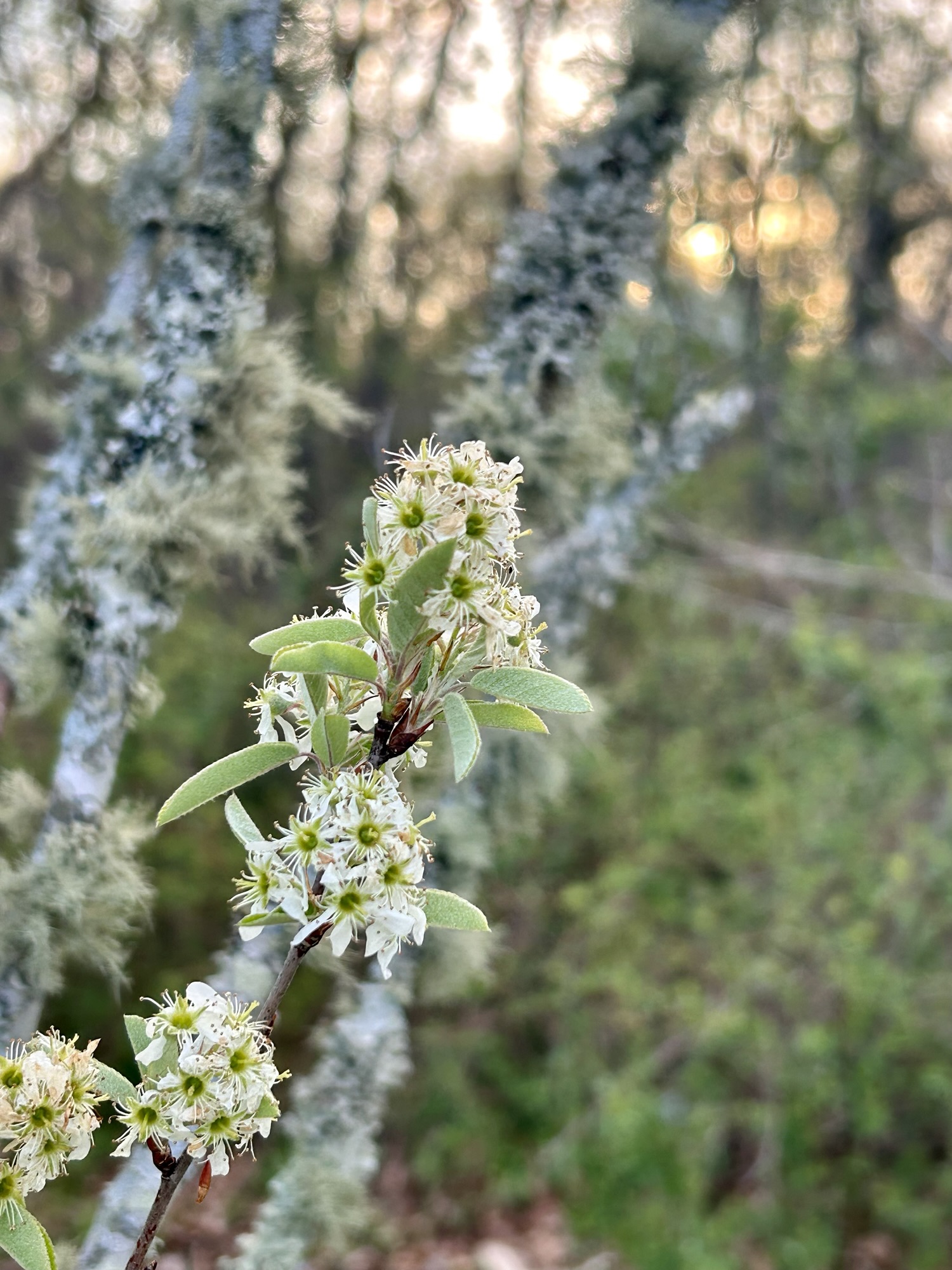 tree blossoms.