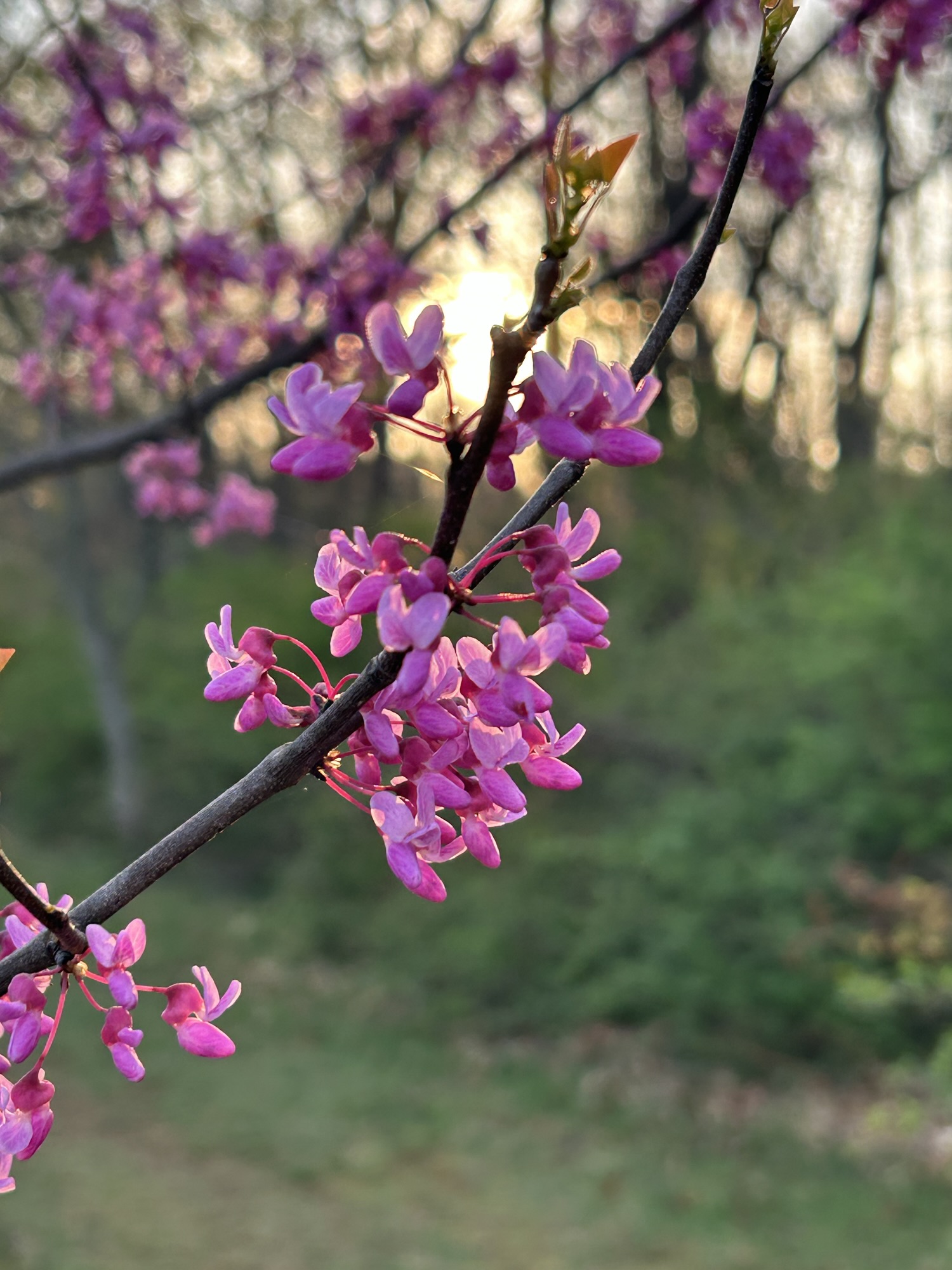 tree blossoms.