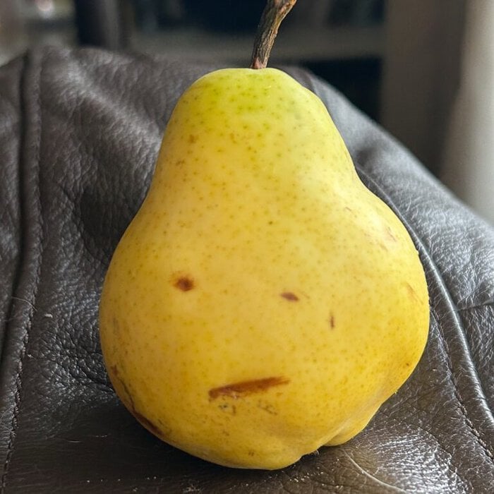 disappointed pear.