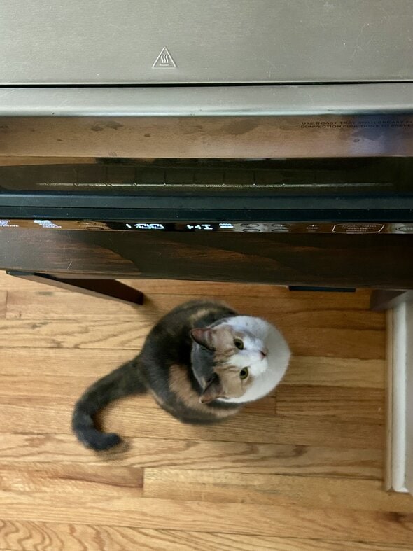 cat by toaster oven.
