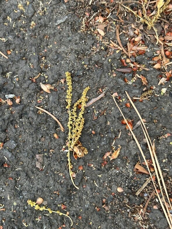 oak flowers on the ground.