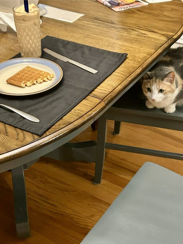 cat sitting on chair.